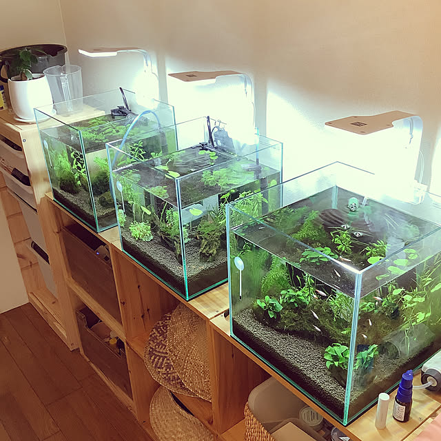 SEAL限定商品 コトブキ工芸 kotobuki クリスタルキューブ 300 30×30×30cm レグラス 30cm水槽 単体 お一人様2点限り discoversvg.com SEAL限定商品 コトブキ工芸 kotobuki クリスタルキューブ 300 30×30×30cm レグラス 30cm水槽 単体 お一人様2点限り discoversvg.com
