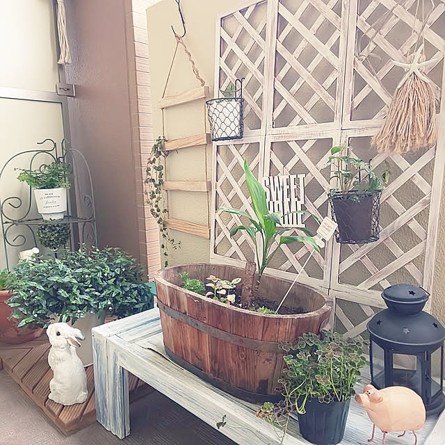 写真付きレビュー 四つ葉のクローバー シロツメグサ 本物の 四つ葉 の クローバー 鉢植え 栽培方法付き プレゼント 1万日記念日 入学 お祝い 引越し お祝い おススメの通販商品 口コミ情報 Roomclipショッピング