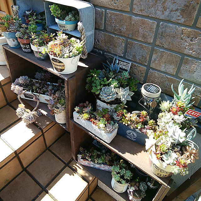 当店農園直送 多肉植物 ゴーラム 宇宙の木 のレビュー クチコミとして参考になる投稿4枚