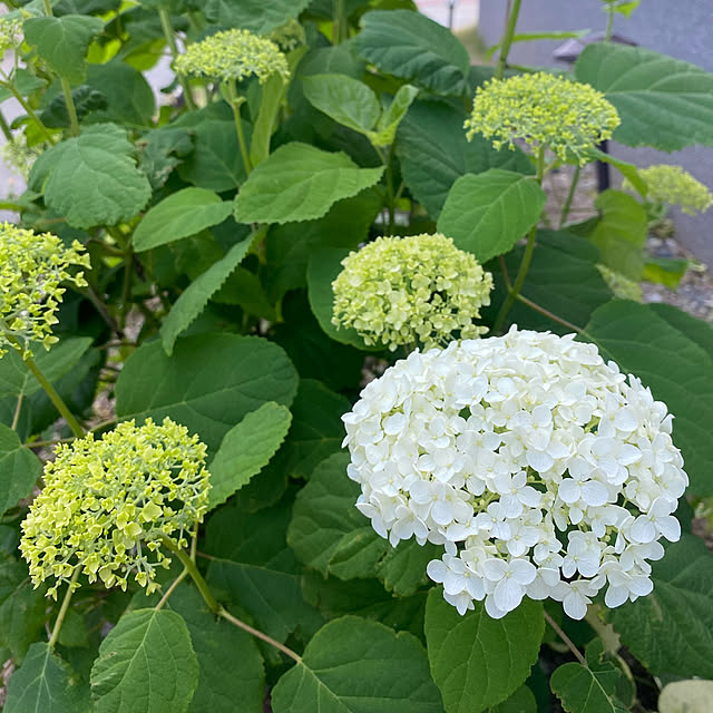 写真付きレビュー おすすめの紫陽花人気ギフト誕生日の鉢花22年6月開花プレゼントにアジサイ開花は6月頃アナベル鉢植え人気の白いアジサイアナベル7月 10日以降のお届けは開花終了しており 剪定した状態でのお届けになりますの通販商品 口コミ情報 Roomclipショッピング