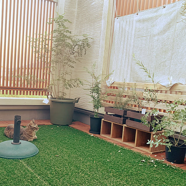 写真付きレビュー ユーカリ グニー 8号 黒色 セラアート 鉢植え 大型 ポリアンセモス ユーカリの木 ユーカリプタス フトモモ 鉢 苗 苗木 黒 ブラック 丸 ハートの葉 観葉植物 送料無料 小丸葉ユーカリの通販商品 口コミ情報 Roomclipショッピング 写真付きレビュー ユーカリ グニー 8号 黒色 セラアート 鉢植え 大型 ポリアンセモス ユーカリの木 ユーカリプタス フトモモ 鉢 苗 苗木 黒 ブラック 丸 ハートの葉 観葉植物 送料無料 小丸葉ユーカリの通販商品 口コミ情報 Roomclipショッピング