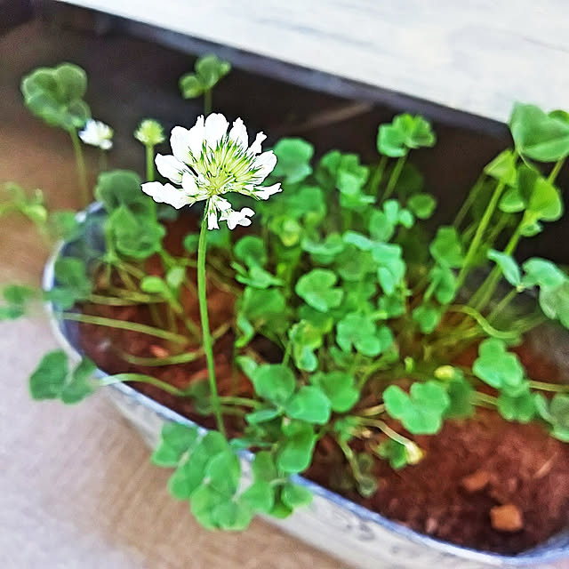 四つ葉のクローバー シロツメグサ 本物の 四つ葉 の クローバー 鉢植え 栽培方法付き プレゼント 1万日記念日 入学 お祝い 引越し お祝い おススメのレビュー クチコミとして参考になる投稿2枚 Roomclip ルームクリップ
