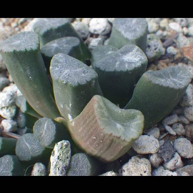 写真付きレビュー 多肉植物 ハオルチア 万象 K 1 4cm 現品 一品限り の通販商品 口コミ情報 Roomclipショッピング