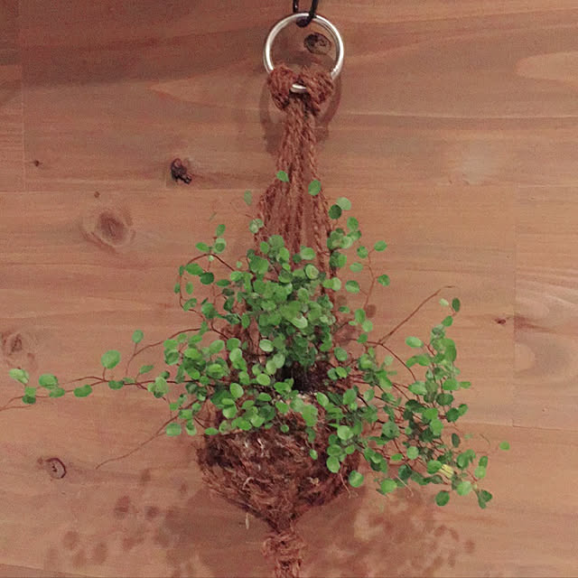 壁 天井 水苔栽培 苔玉 ハンギングロープ 板張りの壁 などのインテリア実例 18 05 31 13 39 35 Roomclip ルームクリップ