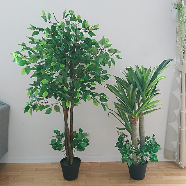 人気新品 水やり不要 人工観葉植物 光触媒加工 鉢ポット付き 幸福の木 ベンジャミン 2点セット インテリアグリーン 観葉植物 オフィス フェイクグリーン 代引不可 送料無料 自宅 お店 事務所 その他観葉植物