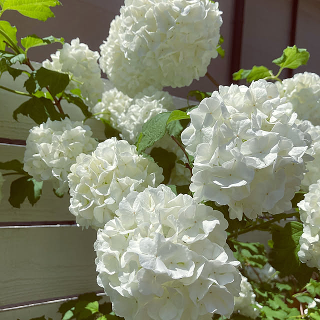 写真付きレビュー 花木 庭木の苗 ビバーナム スノーボール樹高80cm根巻きまたは7号ポットの通販商品 口コミ情報 Roomclipショッピング