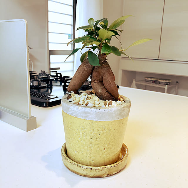ガジュマル 幹太タイプ 黄色 やさしい色合い 陶器鉢 鉢植え 陶器鉢 鉢 苗 苗木 イエロー 黄 丸 ラウンド 観葉植物 送料無料のレビュー クチコミとして参考になる投稿2枚 Roomclip ルームクリップ