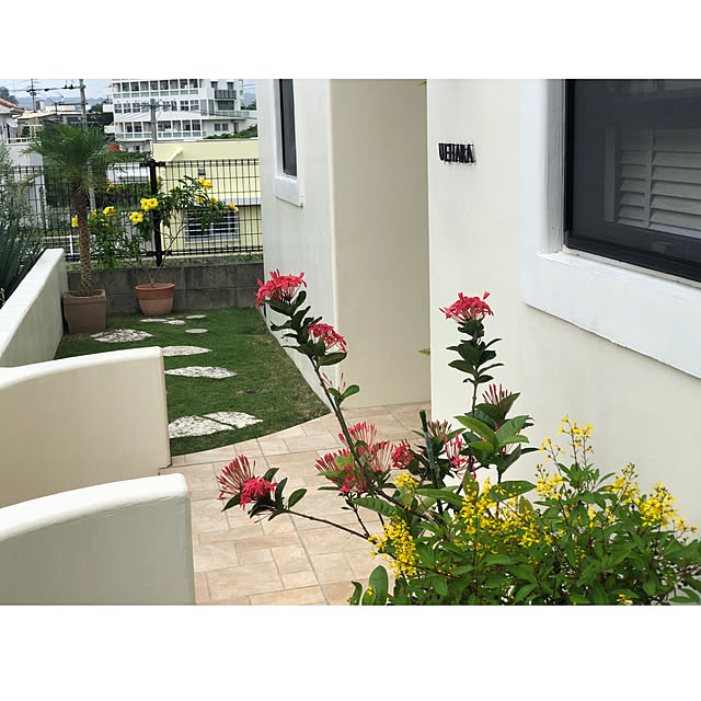 写真付きレビュー サンタンカ チャームピンク5号鉢植えの通販商品 口コミ情報 Roomclipショッピング