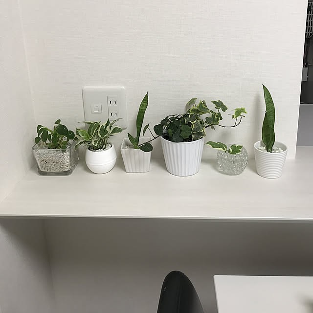 11 26 のお届け 観葉植物 ポトスエンジョイ ミニballデスクや棚におすすめ小型サイズ 陰に強いから室内の色んな場所に おしゃれ鉢 色も選べる 小さいサイズ フェイクみたいなかわいいグリーン 玄関 トイレ お風呂 誕生日プレゼント 斑入り 初心者向けのレビュー