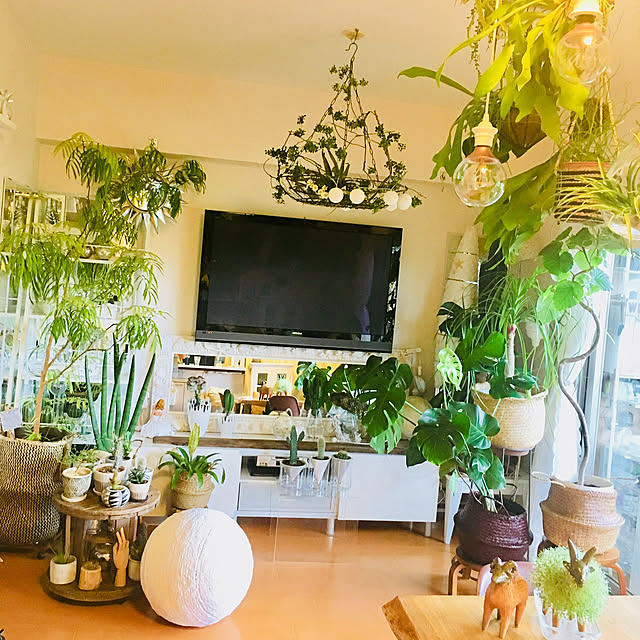 写真付きレビュー コウモリラン ビカクシダ 苔玉仕立て Sサイズ ワイヤー吊り玉仕立て ネザーランド 蝙蝠蘭 鹿角シダ 送料無料 薫る花 観葉植物 おしゃれ インテリアグリーン 吊り下げ ぶら下げ コケ玉 シダ 小型 ミニの通販商品 口コミ情報 Roomclipショッピング