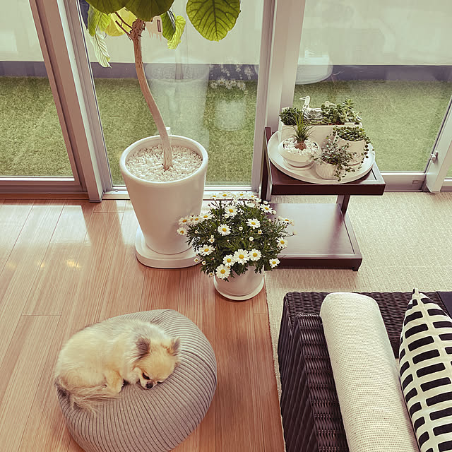 16 釉 アンティーク オシャレ ゴツゴツ ネズ プランター レトロ 丸 和 多肉 植木 植物 皿 盆器 観葉 足 鉢 陶器 鳥泥 最大77 オフ ゴツゴツ