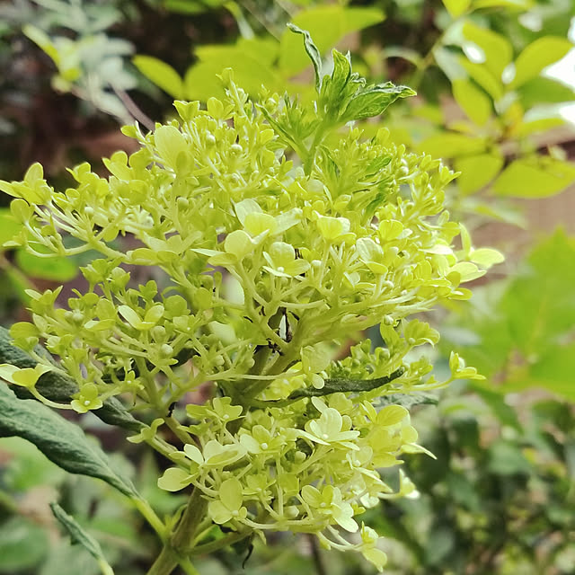 現在花ナシ剪定済み ピラミッド紫陽花 ノリウツギ ライムライト 7号 紅葉する紫陽花です 庭植えにも使えますのレビュー クチコミとして参考になる投稿1枚 Roomclip ルームクリップ