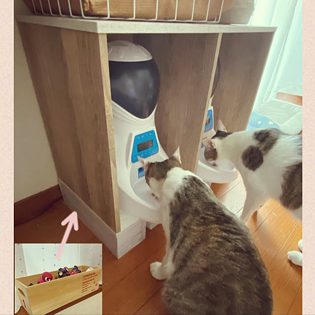 【写真付きレビュー】Jnwayb 自動給餌器 猫 犬用 ペット自動餌やり機 6食 インナートレー付き 洗える 2WAY給電 タイマー式 録音可