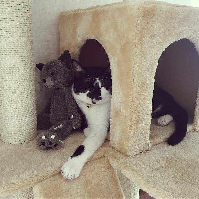 スクラッチ MSサイズ ぬいぐるみ 猫 ブラック グレイ ミルク 猫( 猫
