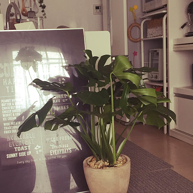 写真付きレビュー モンステラ ショート 茶色 エッグ型 ラウンド 陶器鉢 天然石 茶色 鉢植え 鉢 陶器 テラコッタ 素焼 茶 砂色 ブラウン 丸 観葉植物 観葉 送料無料の通販商品 口コミ情報 Roomclipショッピング