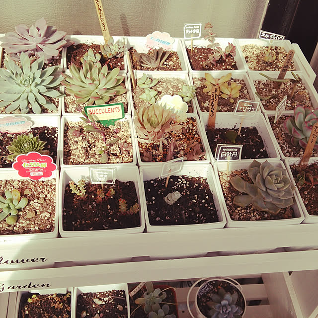 Sale 抜き苗 センセーション Sensaition 2号鉢 エケベリア 多肉植物 赤いフチ 美苗のレビュー クチコミとして参考になる投稿8枚 Roomclip ルームクリップ Sale 抜き苗 センセーション Sensaition 2号鉢 エケベリア 多肉植物 赤いフチ 美苗のレビュー クチコミとして参考になる投稿8枚 Roomclip ルームクリップ