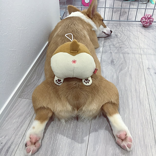 おしりシリーズ Peepeetoy コーギー M ポンポリースぬいぐるみ おもちゃ コーギー犬 小型犬用 中型犬用 トイ オモチャ お尻 シバケツ インスタ映え プレゼント ギフト ペット用品 笛入り 音が鳴る ピーピーのレビュー クチコミとして参考になる投稿1枚 Roomclip Item