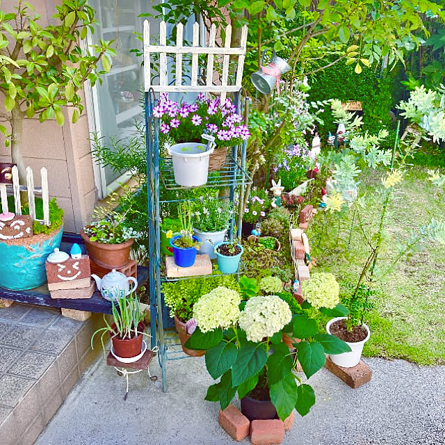 今年の新作から定番まで 観葉植物 アカシア ミモザ ３ ５号 １ポット