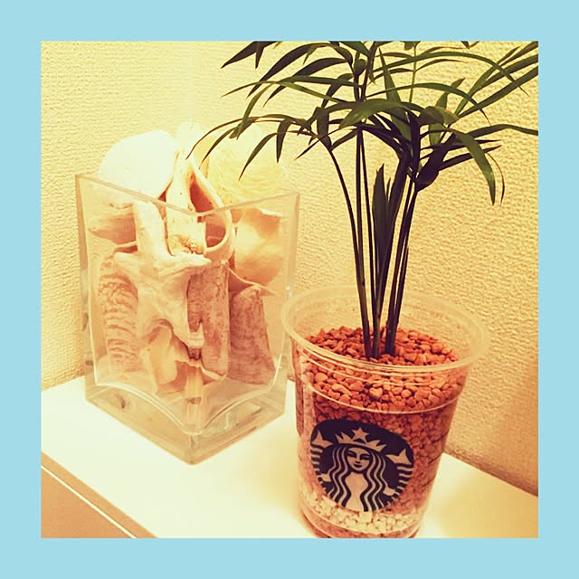 写真付きレビュー Eco Reverse 園芸農家から新鮮な苗を届けます ハイドロカルチャー苗 寄せ植えセット6f テーブルヤシ アグラオネマ 水だけで育つので育てやすいのが特徴の通販商品 口コミ情報 Roomclipショッピング