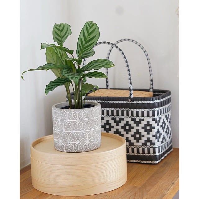 Farm ファーム セメントポットカバー アマダ 11 シリンダー Pp02 ラッピング対応 観葉植物 フェイクグリーン 鉢カバー ポットカバー ディスプレイ ボタニカル 植物 多肉植物 インテリア おしゃれのレビュー クチコミとして参考になる投稿3枚