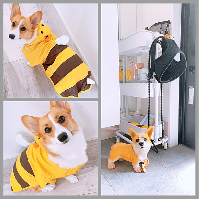 犬 レインコート みつばち 中型犬 コスチューム はち 蜂 コスプレ 春 夏秋冬用 簡単雨具 カッパ ハロウィン ハチ 柴犬 コーギー フレンチブルドッグ フレブル ボーダーコリー ラブラドール ゴールデンレトリバー Asonpet 送料無料のレビュー クチコミとして参考