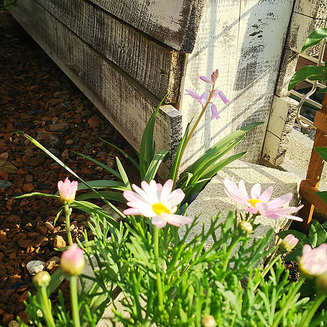 花苗 マーガレット コメットピンク スタンダード仕立て 3 5号ロングポット 多年草 2年生苗のレビュー クチコミとして参考になる投稿2枚 Roomclip ルームクリップ