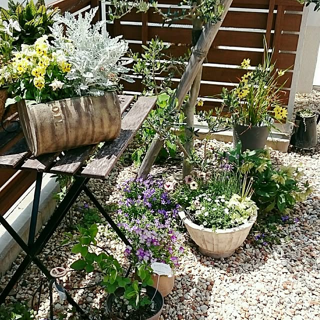 ベルフラワー 花苗 ブルーのベルのような花を株いっぱいに咲かせてくれる花 プランターやコンテナに植え込めば毎年楽しめる宿根草です販売 通販 種類のレビュー クチコミとして参考になる投稿3枚 Roomclip ルームクリップ