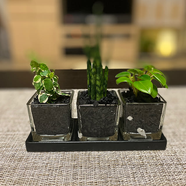 写真付きレビュー キュービックss トリプル 皿付き 炭植え 観葉植物 ハイドロカルチャー 水耕栽培 インテリアグリーンの通販商品 口コミ情報 Roomclipショッピング 写真付きレビュー キュービックss トリプル 皿付き 炭植え 観葉植物 ハイドロカルチャー 水耕栽培 インテリアグリーンの通販商品 口コミ情報 Roomclipショッピング