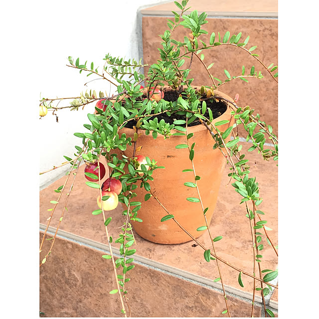 クランベリー 4号鉢植えのレビュー クチコミとして参考になる投稿2枚 Roomclip ルームクリップ