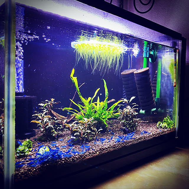 写真付きレビュー 水草 ブセファランドラsp クダガン 無農薬 水中葉 1株 の通販商品 口コミ情報 Roomclipショッピング