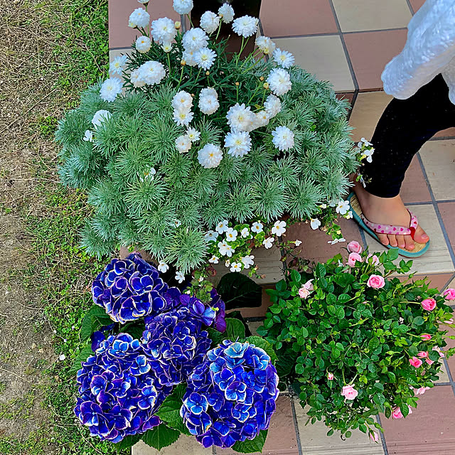 花苗 マーガレット モリンバ ヘリオ ウォーターメロン 3 5号ポット ガーデニング 春の花 09のレビュー クチコミとして参考になる投稿12枚 Roomclip ルームクリップ