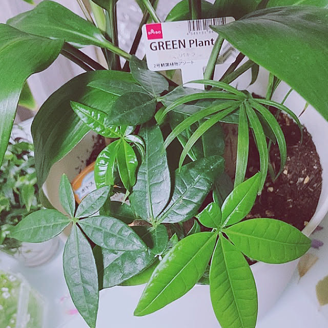 100均 観葉植物 パキラ成長中 ガーデン雑貨 観葉植物のある暮らし などのインテリア実例 21 06 19 21 00 58 Roomclip ルームクリップ