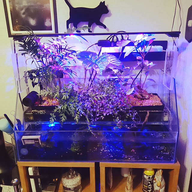 コトブキ工芸 Ledスリム 600 60 72cm水槽以下 熱帯魚 水槽 Ledライト 照明 のレビュー クチコミとして参考になる投稿1枚 Roomclip ルームクリップ