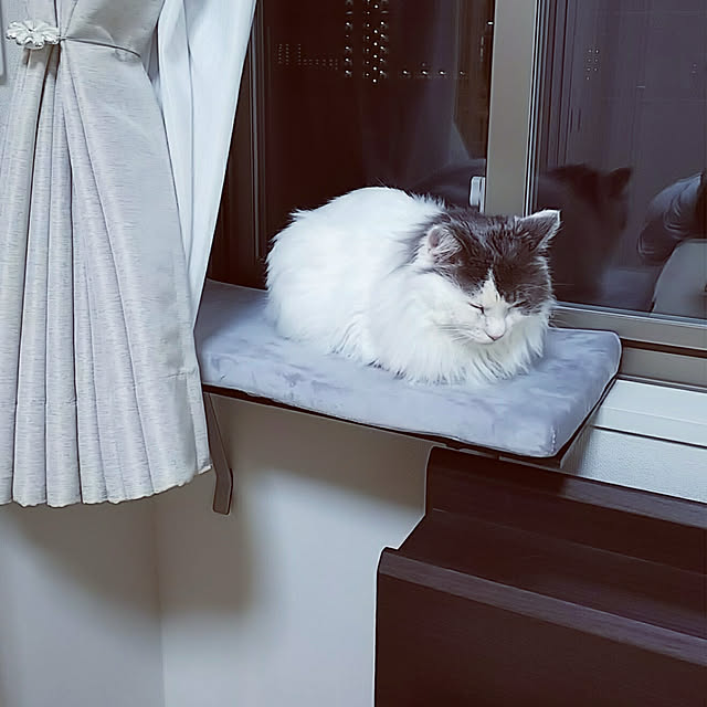 写真付きレビュー Masthome翌日発送猫窓用ベッド ウインドウベッド キャットソファー ふわふわマット付き 折りたたみ可能 取り付けタイプ 窓際ペット ベッド お昼寝 日光浴 通気 ストレス解消 猫 ベッド 猫 窓 猫 窓 ベッド 猫 マット 窓 猫 ベッドの通販商品 口コミ情報