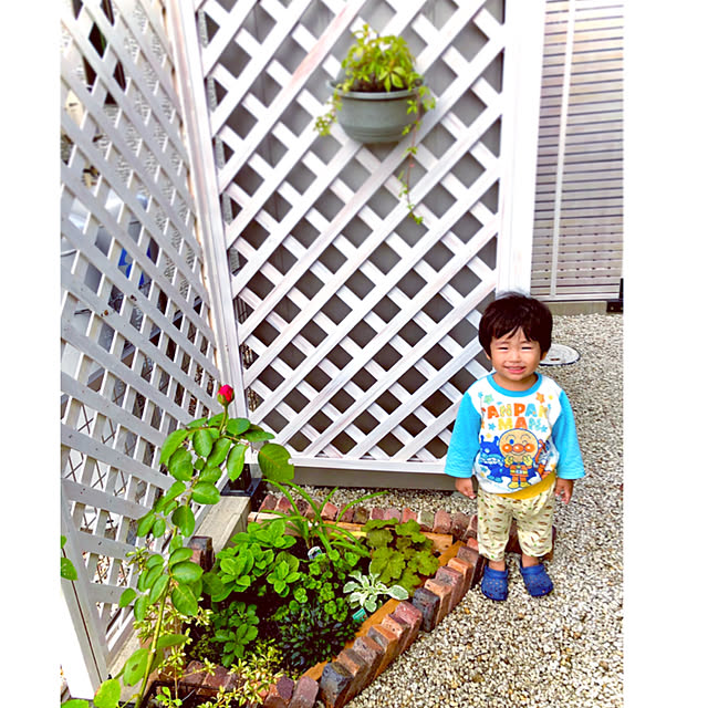 アジュガ ピンクライトニング 3号ポット苗のレビュー クチコミとして参考になる投稿17枚 Roomclip ルームクリップ