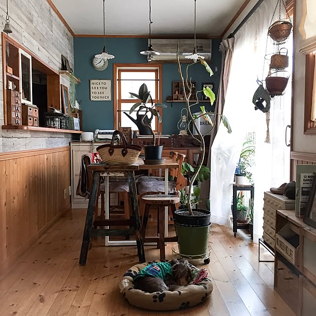 写真付きレビュー ポイント5倍 アイリスオーヤマ ゴールデン粒状培養土観葉植物用 Grb K14 14l 観葉植物用 ガーデニング園芸用品 園芸用品 用土 培養土 大袋の通販商品 口コミ情報 Roomclipショッピング