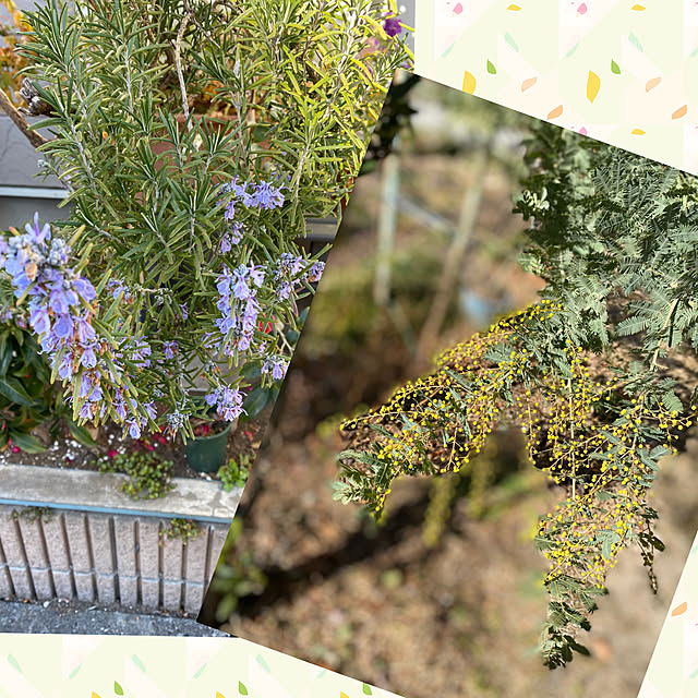 写真付きレビュー アカシア ミモザ 4号 白色プラスチック鉢 ギンヨウアカシア 黄色の花をつける ハナアカシア 鉢植え オジギソウ 銀葉アカシア ギンバアカシア ミモザアカシア アカシアの木 3月8日はミモザの日 敬老の日 ポイント消化 観葉植物の通販商品 口コミ情報