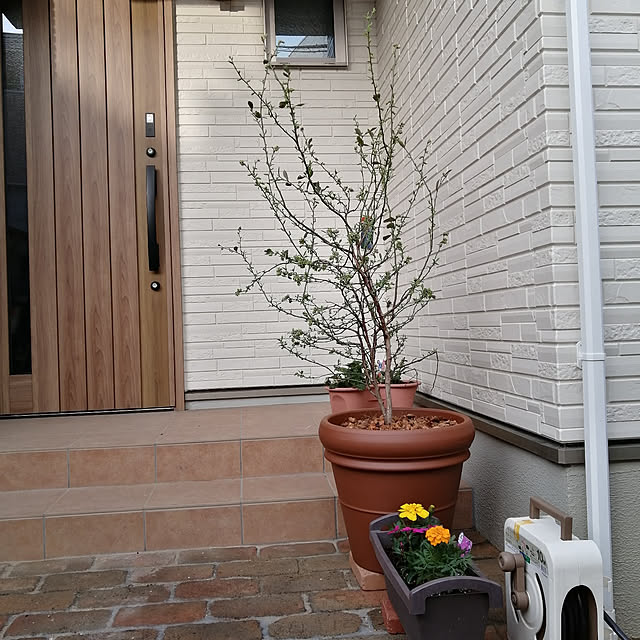 4月9日時よりエントリーでp5倍 イタリア鉢 植木鉢 リムポット 42cm テラコッタ イタリア製 素焼き鉢 陶器鉢 大型 輸入鉢 プランター デローマ社 園芸 ガーデニング おしゃれ 花の寄せ植えから花木 果樹まで Italian Terracotta 1月5日再入荷 のレビュー