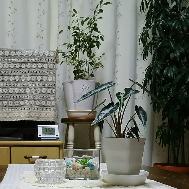 アロカシア アマゾニカ ポリー 6号鉢 観葉植物のレビュー クチコミとして参考になる投稿4枚 Roomclip ルームクリップ アロカシア アマゾニカ ポリー 6号鉢 観葉植物のレビュー クチコミとして参考になる投稿4枚 Roomclip ルームクリップ