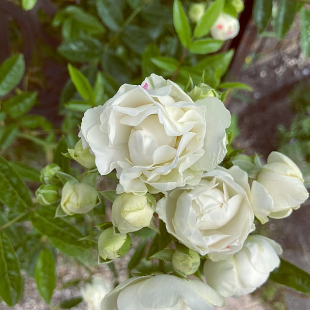 写真付きレビュー バラ苗 シュネープリンセス ミニバラ 国産苗 1年生 新苗 四季咲き 白色 バラ 苗の通販商品 口コミ情報 Roomclipショッピング