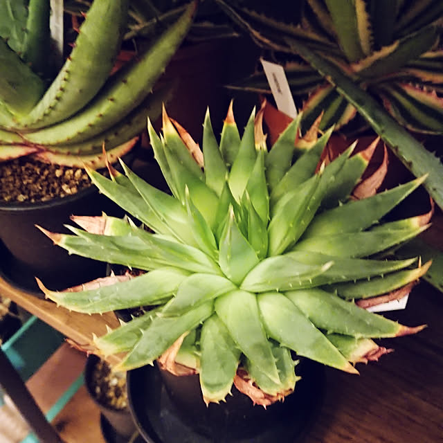 多肉植物 アロエ ポリフィラ 幅18ｃｍ 現品 一品限りのレビュー クチコミとして参考になる投稿1枚 Roomclip ルームクリップ