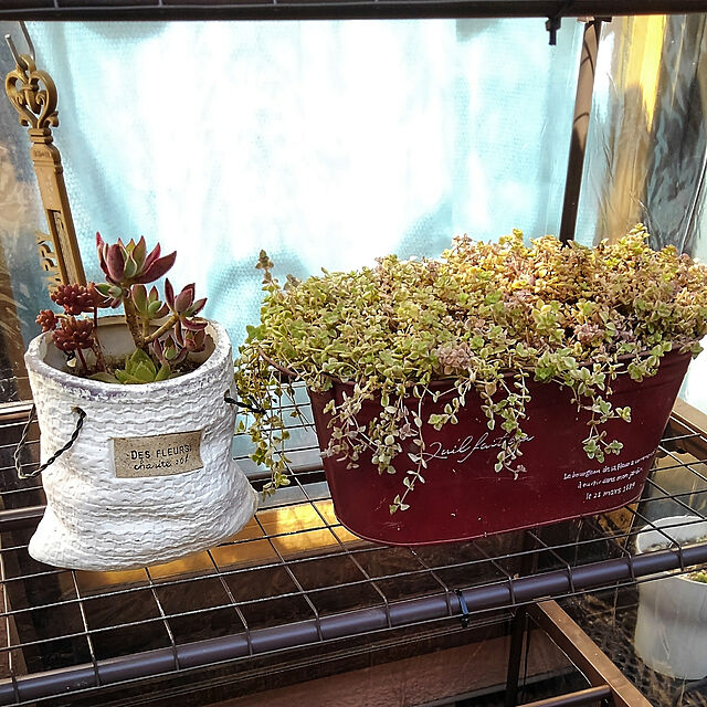 セダム リトルミッシー 多年草 細かな斑入り葉 室内インテリアとしても可愛らしい植物のレビュー クチコミとして参考になる投稿6枚 Roomclip Item