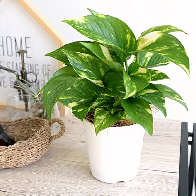 写真付きレビュー ポトス オーレア 白色 丸形 陶器鉢 鉢植え 鉢 陶器 苗 苗木 観葉植物 オウゴンカズラ 白 ホワイト 丸 ラウンド ボール 送料無料の通販商品 口コミ情報 Roomclipショッピング