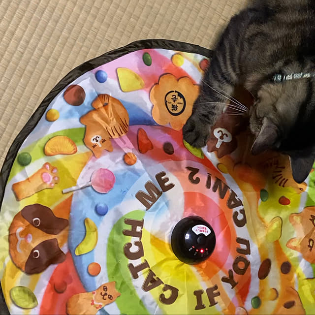 猫壱 Necoichi キャッチ ミー イフ ユー キャン2 猫用電動おもちゃのレビュー クチコミとして参考になる投稿2枚 Roomclip Item