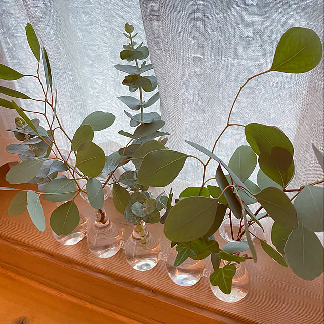 激安ブランド ユーカリ ポポラス 苗木 4号ポット Zurique Com Br