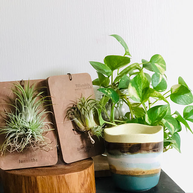 お届けは1 エアープランツを 育てたい し インテリア としても飾りたい そんな方は この飾り方がお勧めです チランジア エアプランツ標本 今月の植物 元気いただきますプロジェクト のレビュー クチコミとして参考になる投稿5枚 Roomclip Item