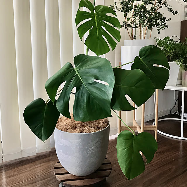 今夜時 4h全品p5倍 植木鉢 鉢カバー アートストーン ボーラカバー 28cm 9号 サンドストーン 穴無しのレビュー クチコミとして参考になる投稿3枚 Roomclip ルームクリップ