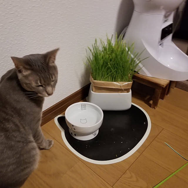 Hario ハリオ 有田焼 猫草栽培キット にゃんベジセット キャットフード Pts Nkcn 2pのレビュー クチコミとして参考になる投稿1枚 Roomclip ルームクリップ