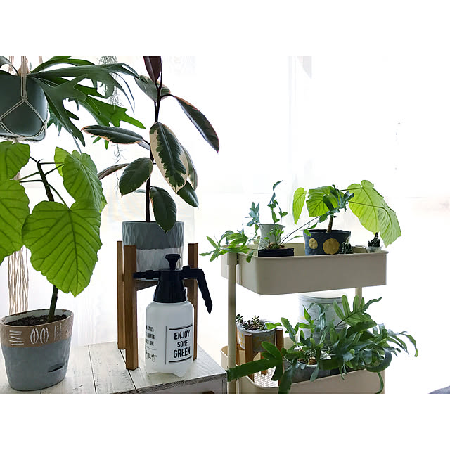 ガーデン圧縮式スプレー ブラック レッド Enjoy Up To You 霧吹き スプレー 霧吹き キリフキ アンティーク風 観葉植物 ガーデニング グラススプレー インテリア雑貨のレビュー クチコミとして参考になる投稿40枚 Roomclip Item ガーデン圧縮式スプレー ブラック レッド Enjoy Up To You 霧吹き スプレー 霧吹き キリフキ アンティーク風 観葉植物 ガーデニング グラススプレー インテリア雑貨のレビュー クチコミとして参考になる投稿40枚 Roomclip Item
