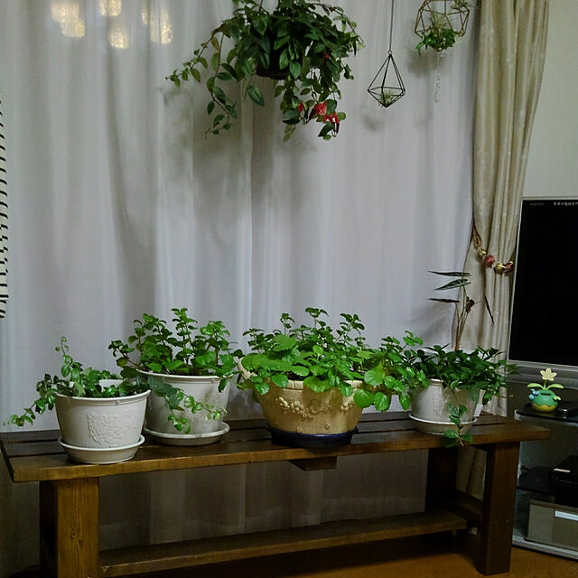 ミニ観葉植物 スウェーデンアイビー 3.5号鉢のレビュー・クチコミとして参考になる投稿22枚 | RoomClipショッピング
